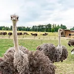 Beutenmuehle Straussenfarm Dach شقة