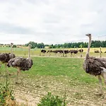 شقة Beutenmuehle Straussenfarm Dach