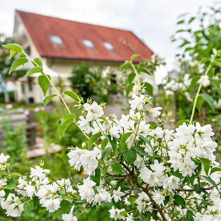 Beutenmuehle Straussenfarm Dach Apartment